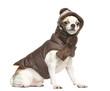 Chihuahua (2 years old) sitting and wearing a coat and a scarf