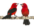 two Brazilian Tanager perched on a branch