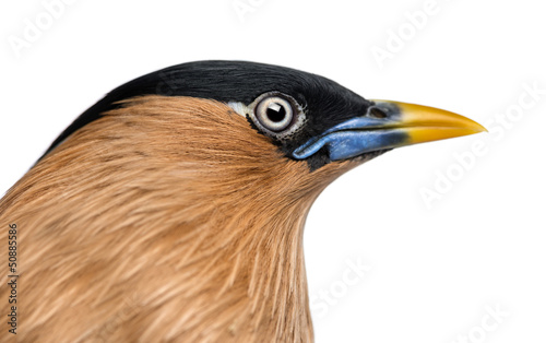 Photo: Close-up of a Brahminy Myna - Sturnia pagodarum Close-up of a Brahminy Myna - Sturnia pagodarum