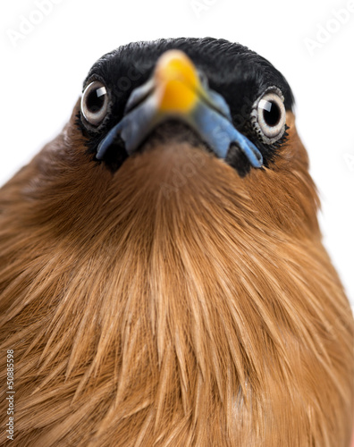 Photo: Close-up of a Brahminy Myna - Sturnia pagodarum Close-up of a Brahminy Myna - Sturnia pagodarum