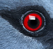 Close-up of Victoria Crowned Pigeon's eye - Goura victoria