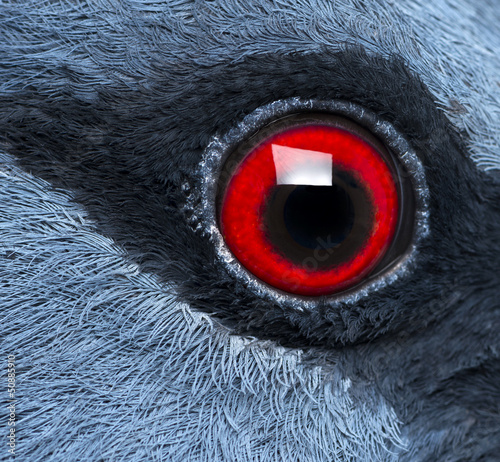 Photo: Close-up of Victoria Crowned Pigeon's eye - Goura victoria Close-up of Victoria Crowned Pigeon's eye - Goura victoria
