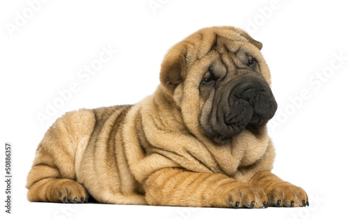 Photo: Shar pei puppy lying down (11 weeks old) isolated on white Shar pei puppy lying down (11 weeks old) isolated on white
