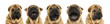 View of Shar pei puppy heads (11 weeks old) yawning