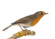 European Robin perched on a branch - Erithacus rubecula - isolat