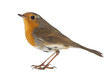 European Robin - Erithacus rubecula - isolated on white