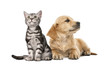 Golden retriever puppy lying next to British Shorthair kitten