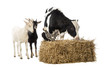 Group of farm animals standing next and on a straw bale