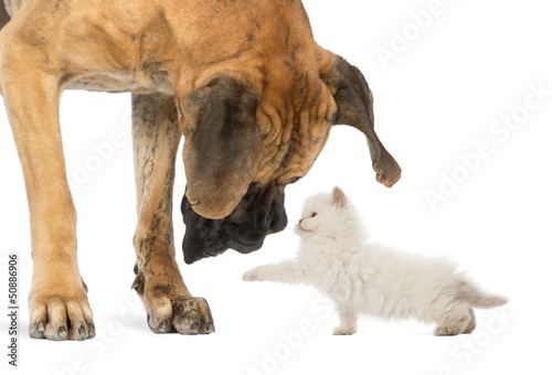 Photo: Great Dane looking at a kitten, isolated on white Great Dane looking at a kitten, isolated on white