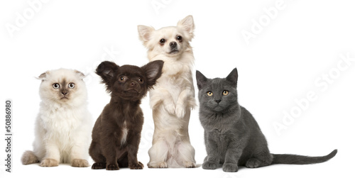 Photo: Chihuahua and kitten sitting - isolated on white Chihuahua and kitten sitting - isolated on white