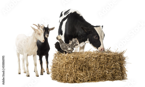 Photo: Group of farm animals standing next and on a straw bale Group of farm animals standing next and on a straw bale