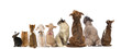 Rear view of a group of pets, Dogs, cats, rabbit, sitting