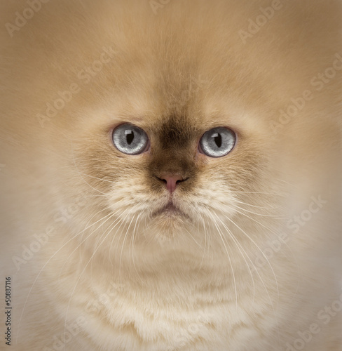 Photo: close-up of a British Shorthair close-up of a British Shorthair