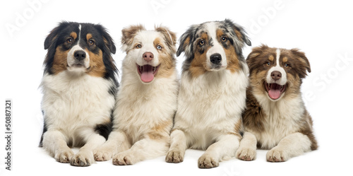 Photo: Group of Australian Shepherd lying and looking Group of Australian Shepherd lying and looking