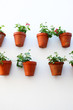 Photo: Wall with flowerpots Wall with flowerpots