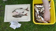 bowl fresh fishing cought roach bream fishes hand take salt