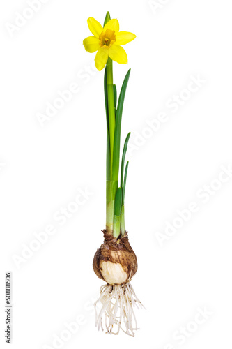 Photo: Narcissus with bulb and roots isolated on white Narcissus with bulb and roots isolated on white