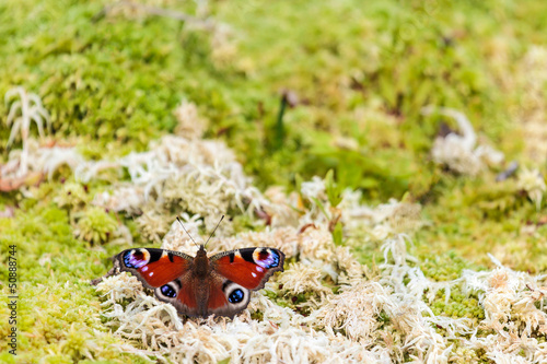 Photo: European peacock butterfly on moss European peacock butterfly on moss