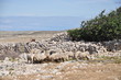 Foto: Schafe auf Pag, Kroatien Schafe auf Pag, Kroatien