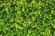 Foto: Green Leaves Green Leaves