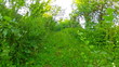 Video: walk in the woods walk in the woods