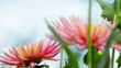 petals of a flower