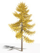 Лиственница европейская (Larix decidua) в осенний период