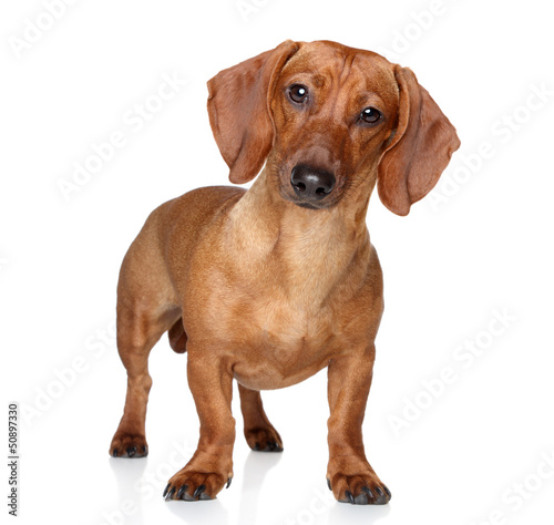 Photo: Brown dachshund Brown dachshund