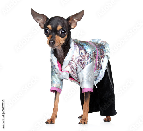 Photo: Russian toy terrier in fashionable overalls Russian toy terrier in fashionable overalls