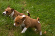 Puppies racing up a steep bank