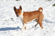 red dog throwing shadow on white snow