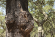 Cork trees