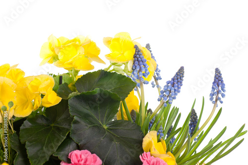Photo: begonia gialla begonia gialla