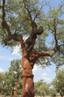 Cork trees