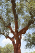 Cork trees
