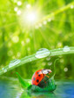 Little ladybug floating on the leaf. Rainy season concept.