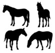 Vector: Horses Horses