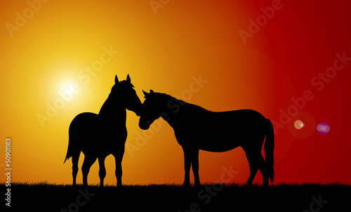 Photo: Horses Horses