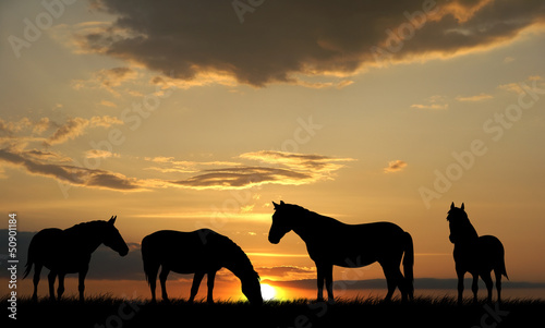 Photo: Horses Horses