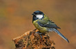 Complete wet great tit