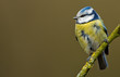 Blue tit on a twig