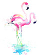 flamingo