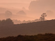 Trees during sunrise
