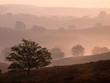Silhouette of a tree in a hilly landscape
