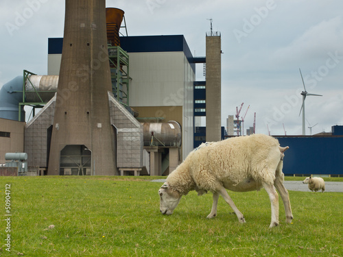 Photo: Grazing sheep Grazing sheep