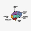 Parts of the brain with labeling
