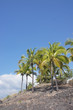 Coconut palms