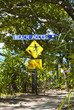 Vegetation in Mossman Gorge, Queensland