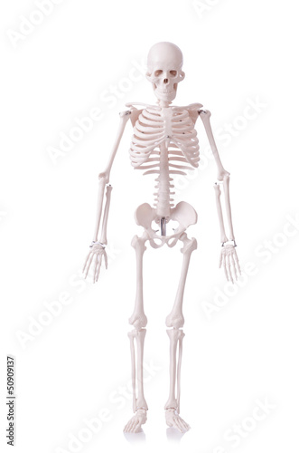 Photo: Skeleton isolated on the white Skeleton isolated on the white