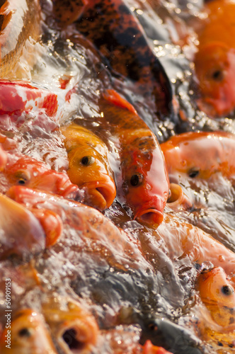 Photo: Frenzy fish wait for feeding Frenzy fish wait for feeding